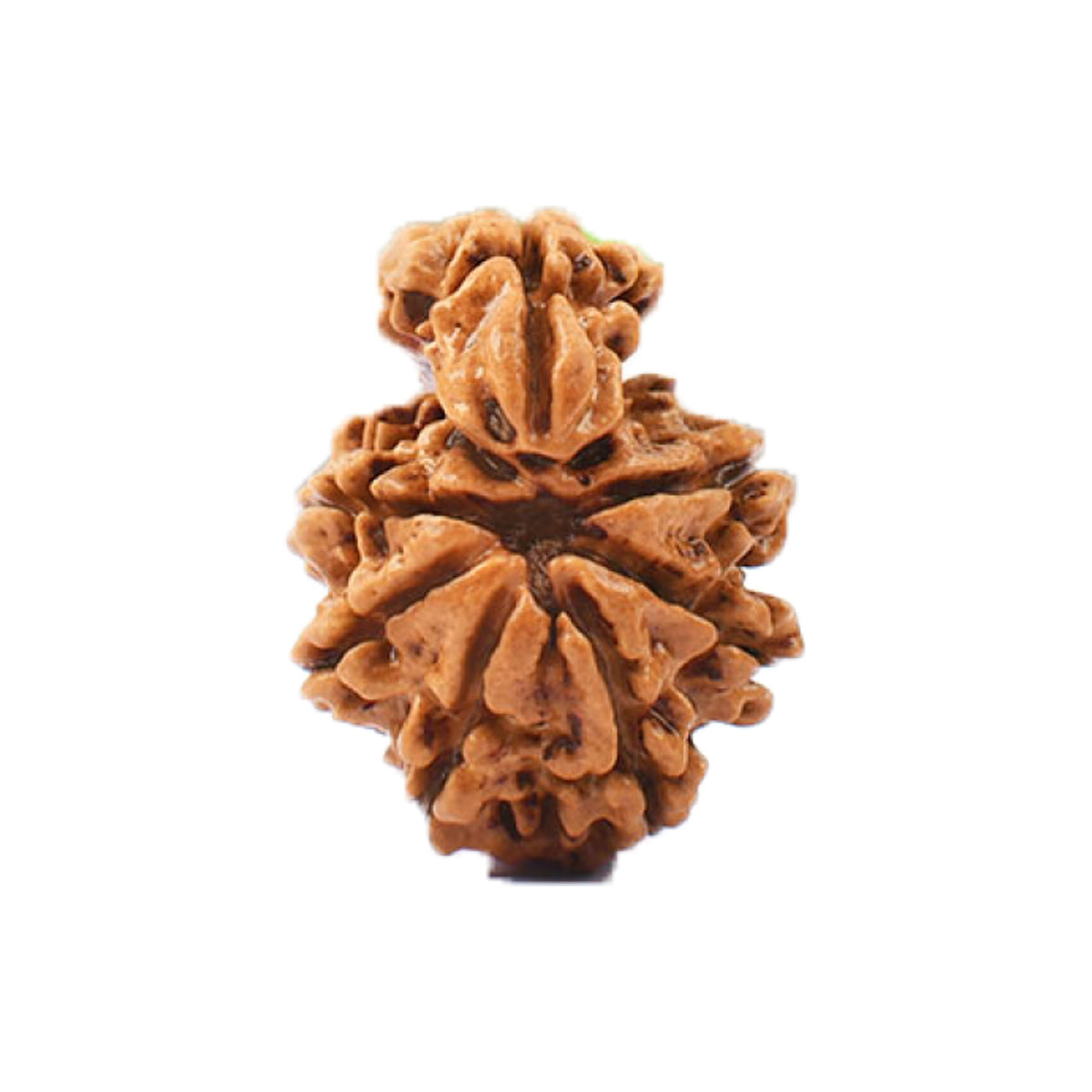 1 Mukhi Savar Nepali Rudraksha - Lab Certified - Eco-friendly - Sama Homes