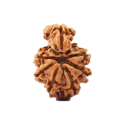 1 Mukhi Savar Nepali Rudraksha - Lab Certified by SAMAHealing - Nepali Rudraksha