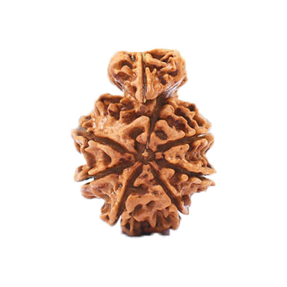1 Mukhi Savar Nepali Rudraksha - Lab Certified by SAMAHealing - Nepali Rudraksha (View 2)