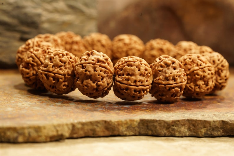 Five Face Rudraksha Adjustable Bracelet Very Large Rudraksha Beads - 20mm