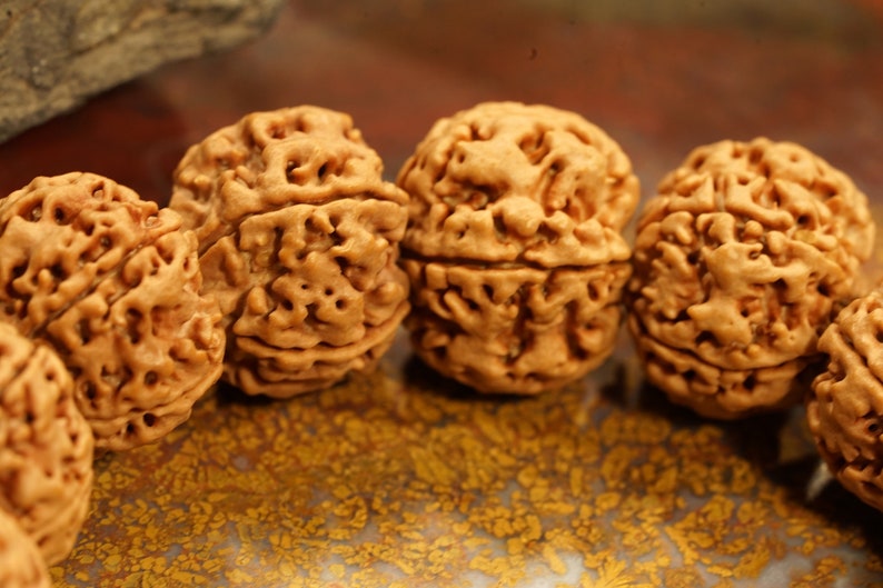 Five Face Rudraksha Adjustable Bracelet Very Large Rudraksha Beads - 20mm - Image 3