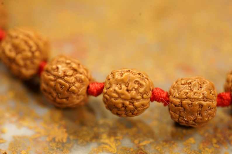 5 Mukhi Rudraksha Chikna Breads Bracelet in Red Thread