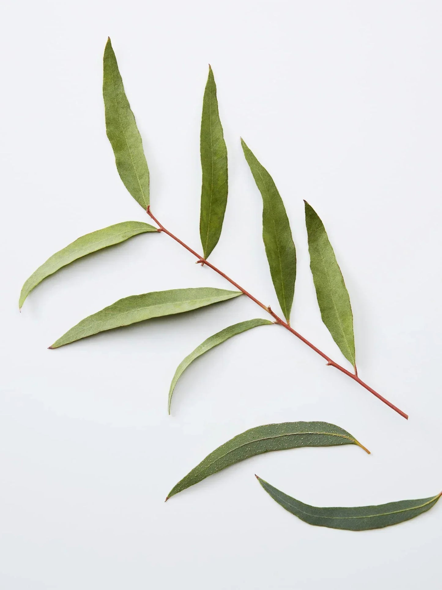 American Crew 3-IN-1 Chamomile + Pine 450ml