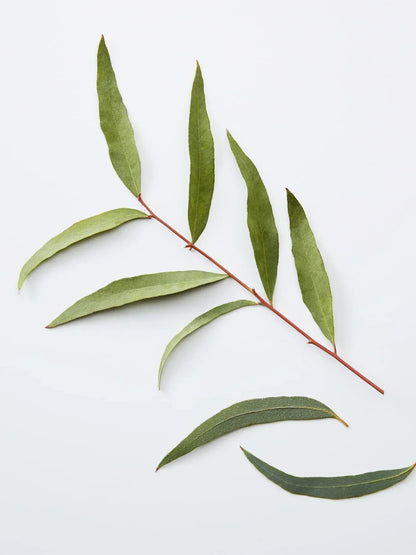 American Crew 3-IN-1 Chamomile + Pine 250ml by American Crew - Sustainable Living (View 4)