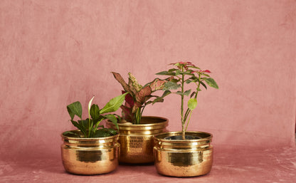 sama homes brass planters flower pot